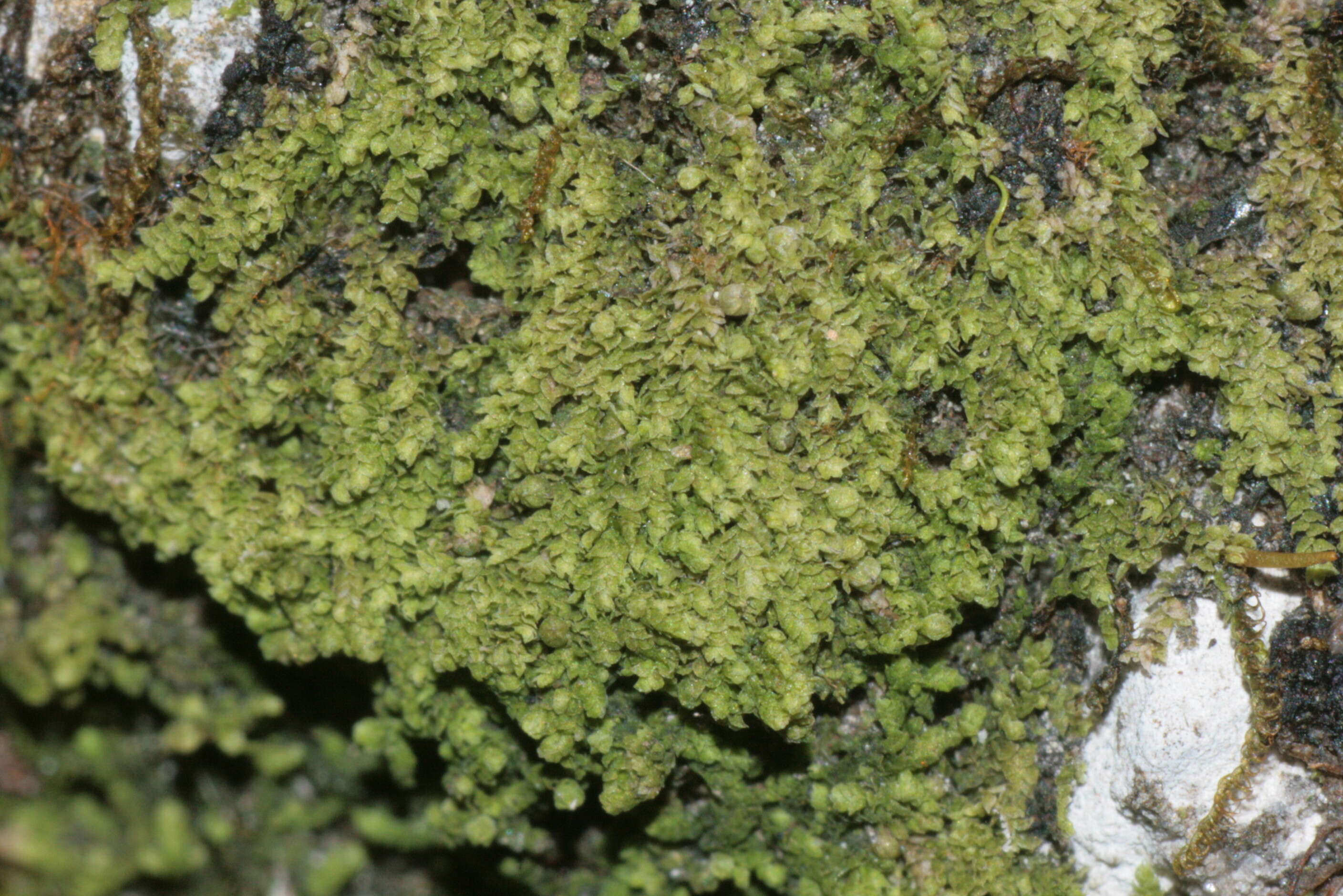 Image of Cololejeunea calcarea (Lib.) Steph.