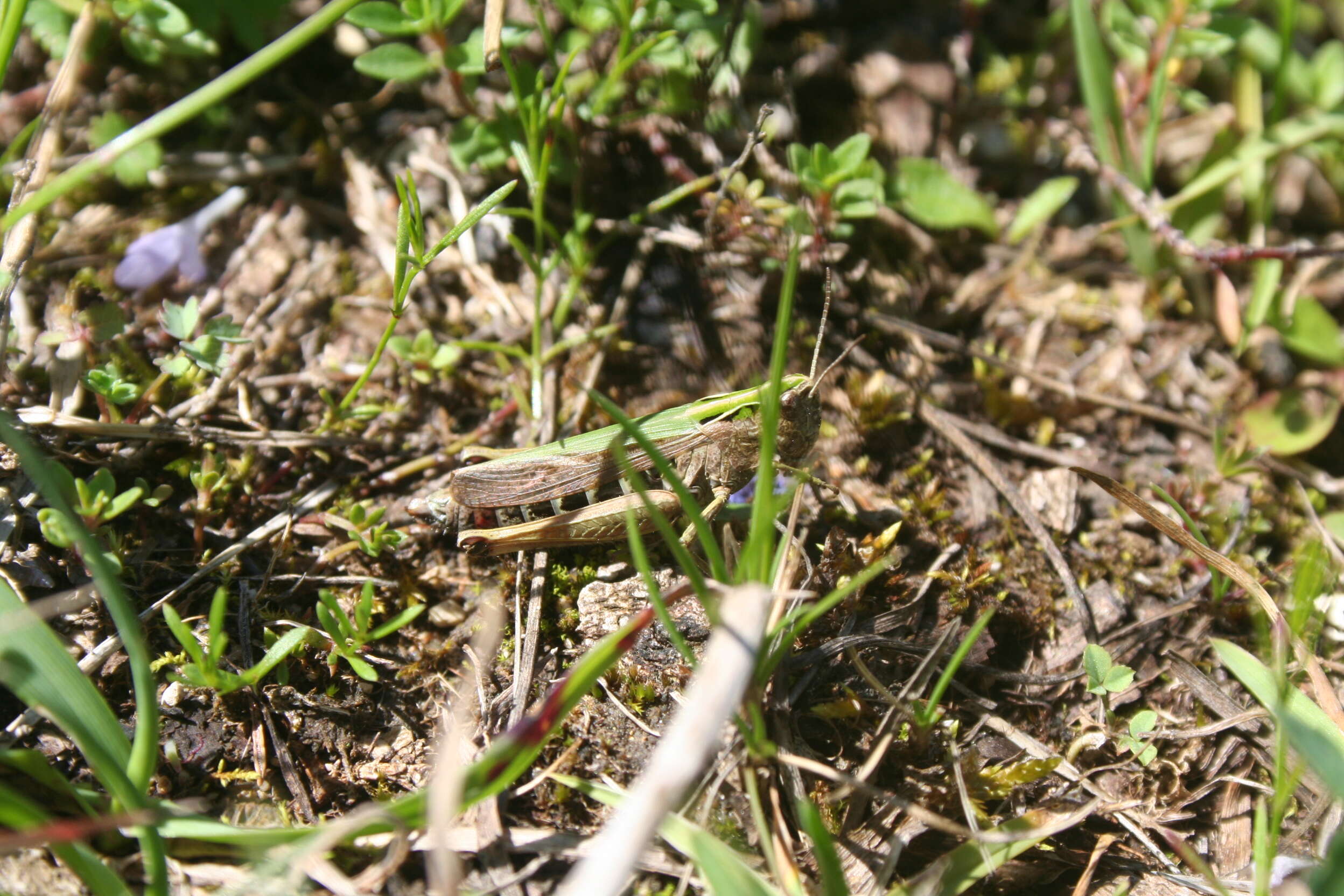 Image of Common green grasshopper