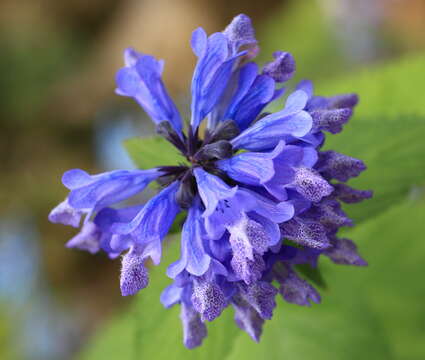 Nepeta subsessilis Maxim. resmi