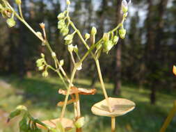 Image of streambank springbeauty