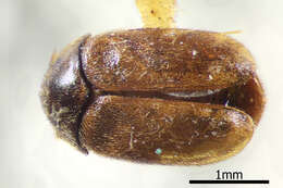 Image of Khapra beetle