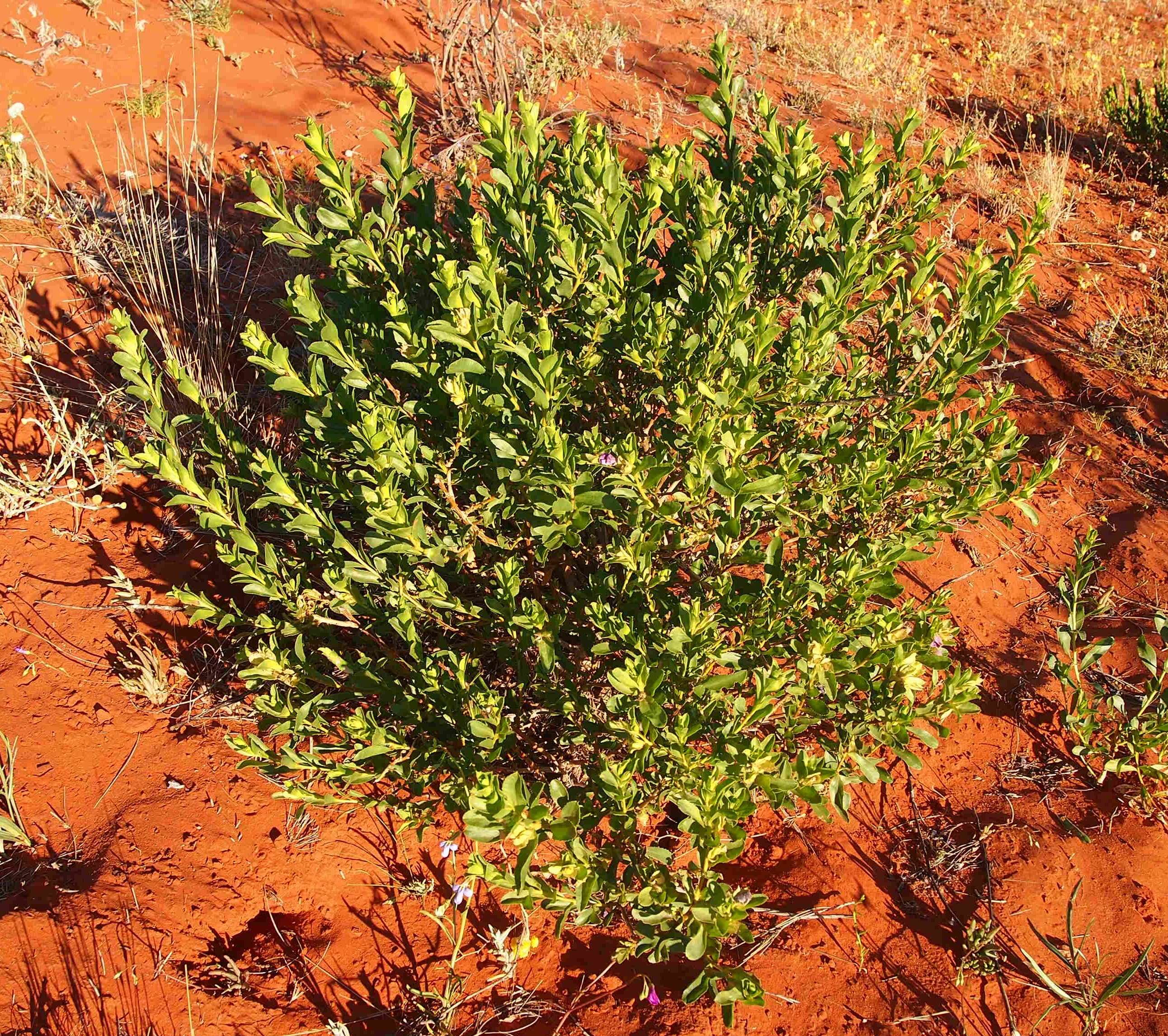 Image of Eremophila willsii F. Muell.