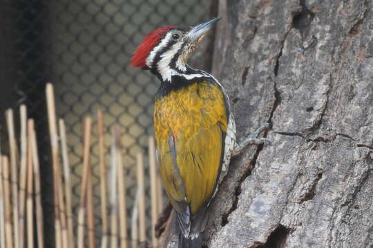 Image of Black-rumped Flameback