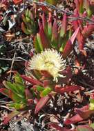 Imagem de Carpobrotus edulis (L.) N. E. Br.