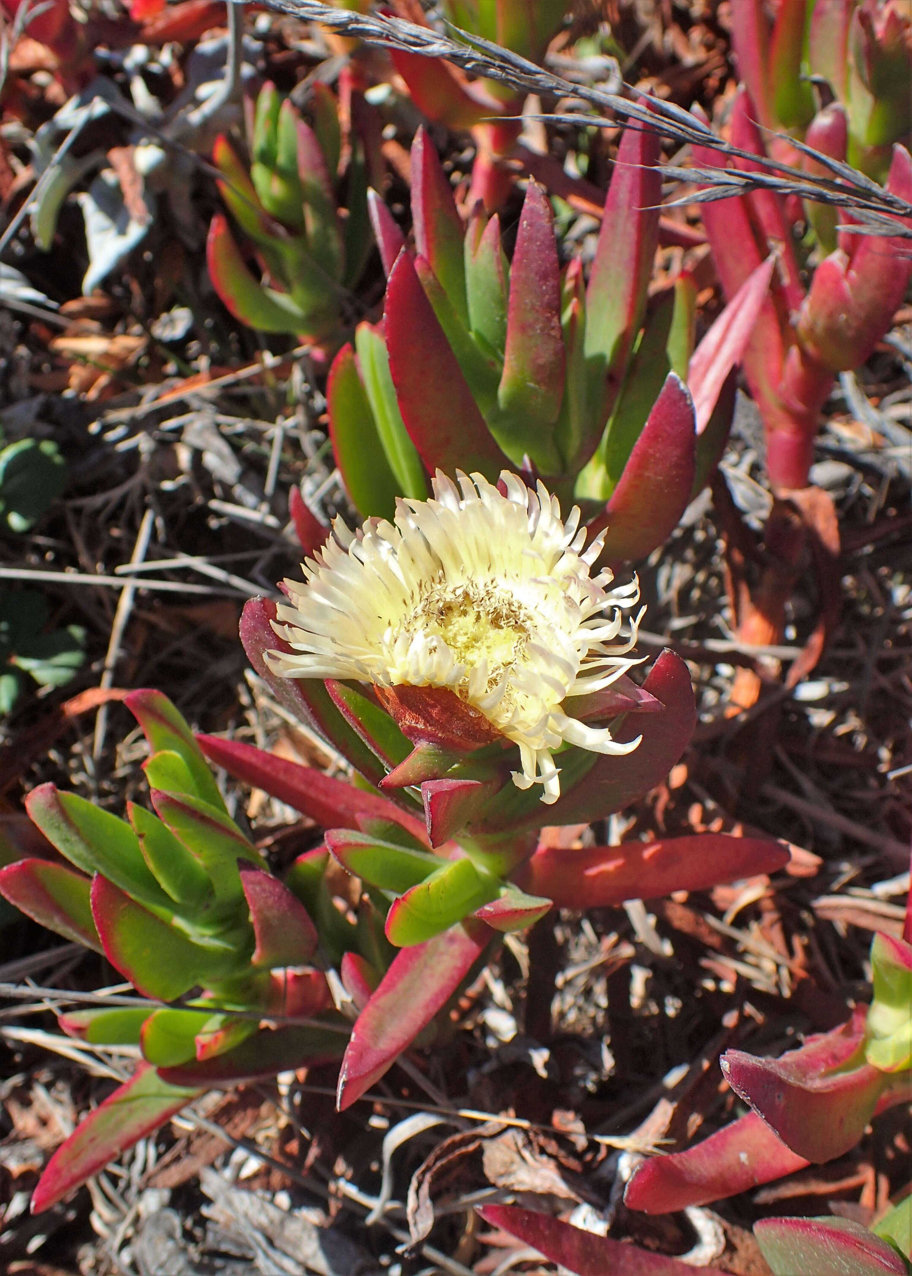 Imagem de Carpobrotus edulis (L.) N. E. Br.