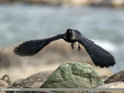 Image of Eurasian Jackdaw