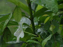 Image of Moonflower or moon vine