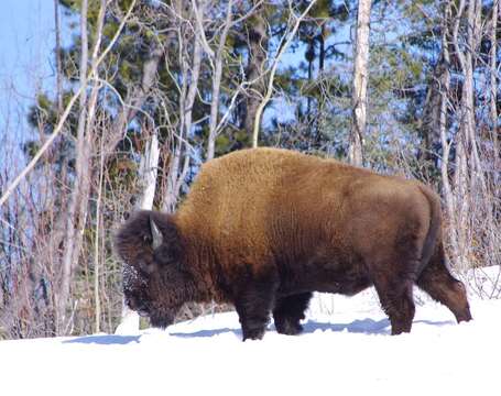 Image of Bison bison athabascae