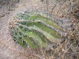 Image of Ferocactus latispinus (Haw.) Britton & Rose