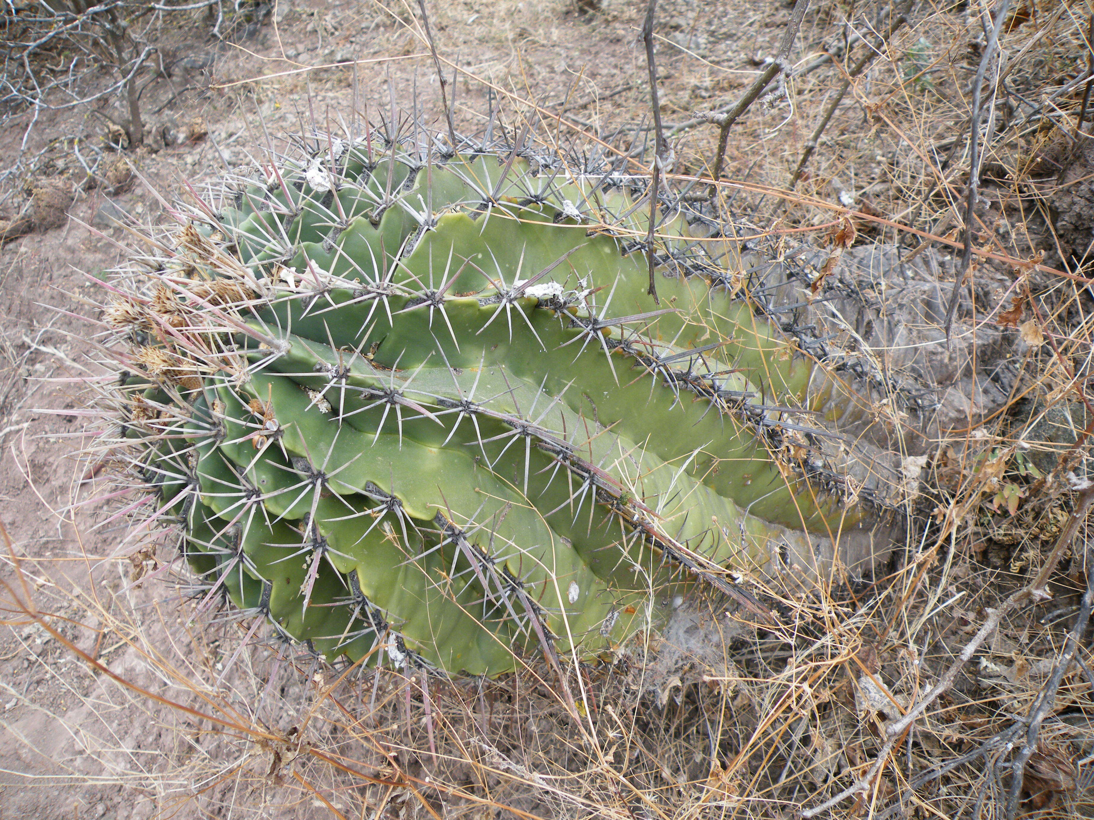 Image of Ferocactus latispinus (Haw.) Britton & Rose