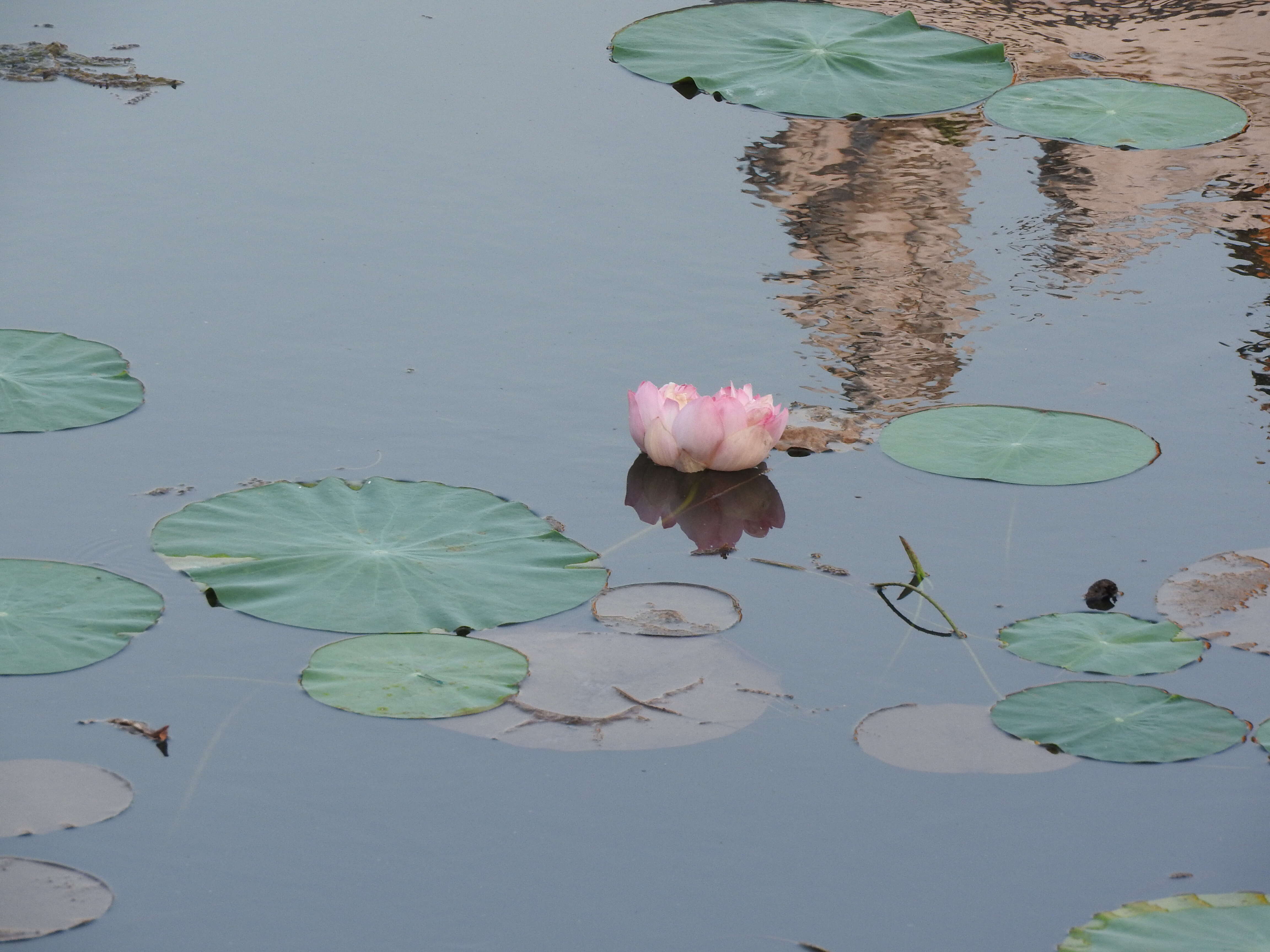 Image of sacred lotus