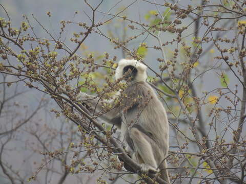 Image of Gray Langur