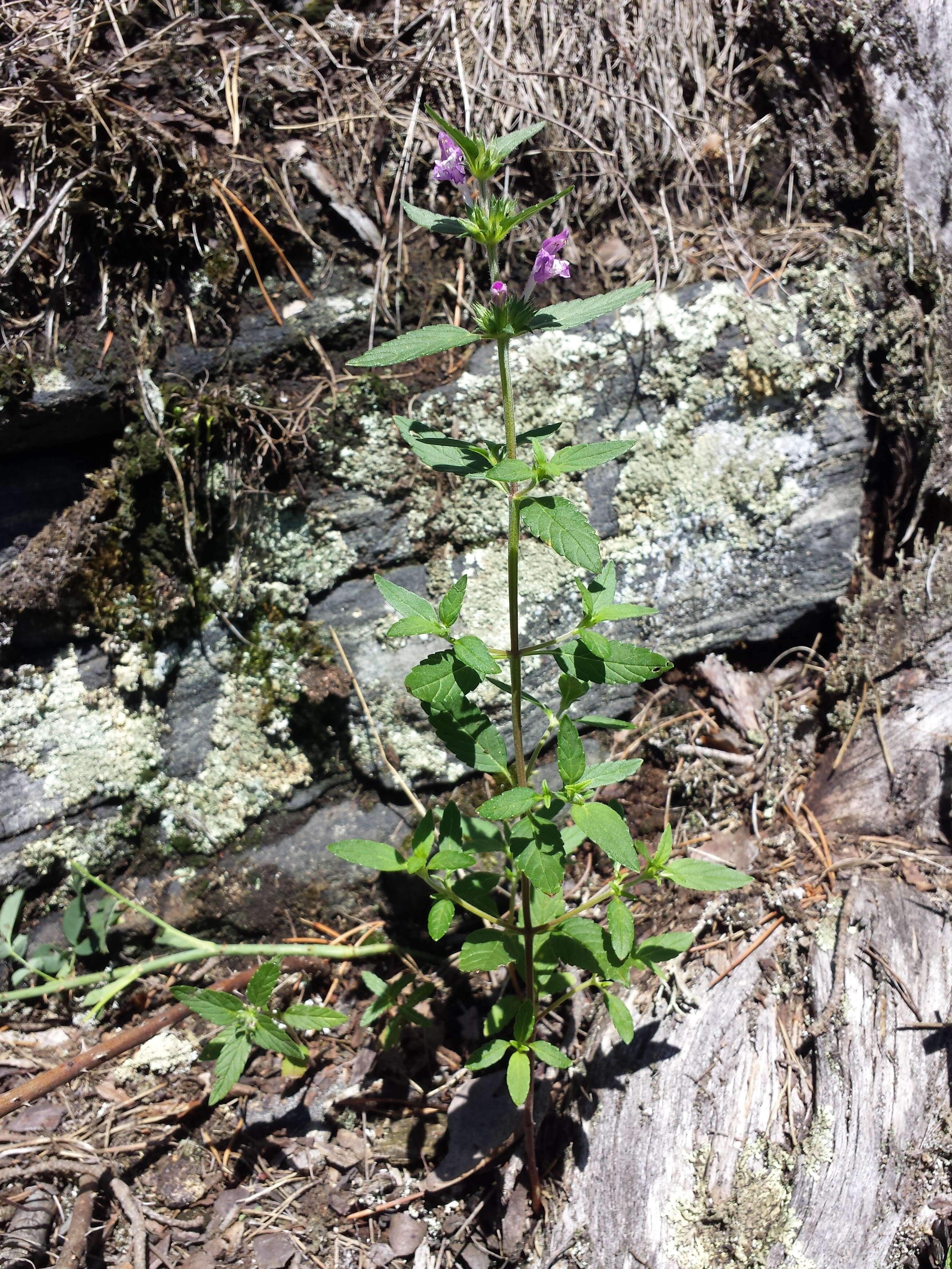 Imagem de Galeopsis ladanum L.