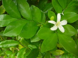 Image of orange jasmine