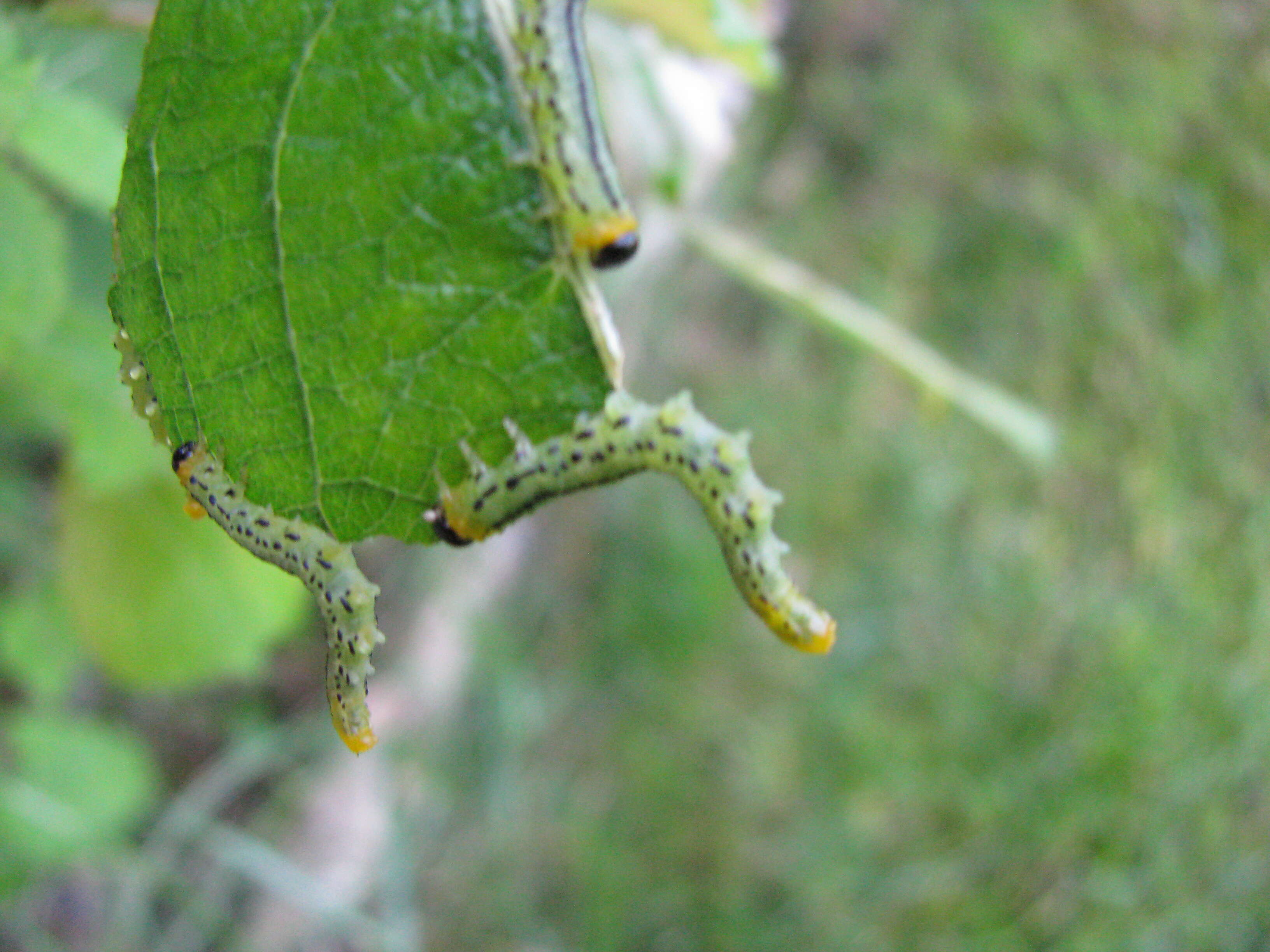 Image of Nematus pavidus