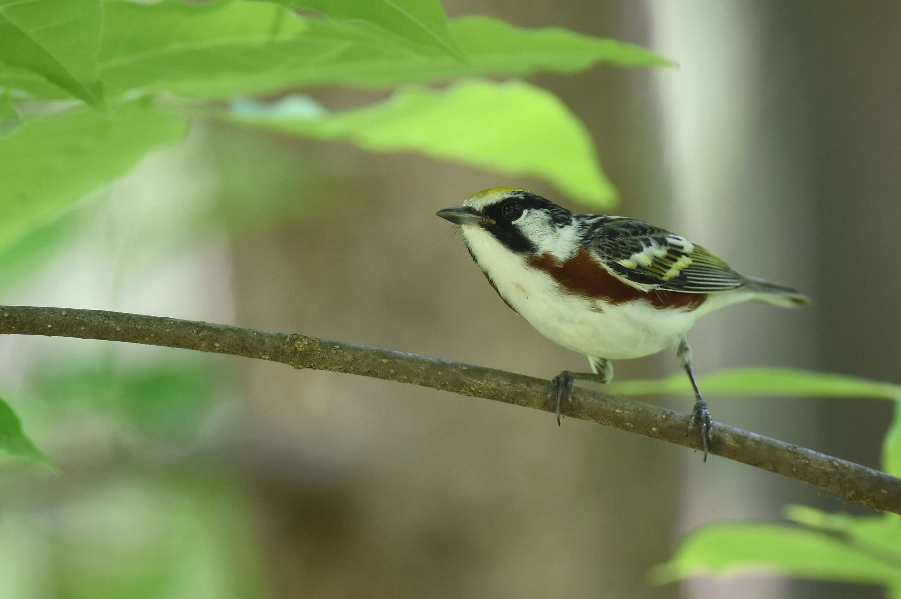 Image of Chestnut-sided Warbler