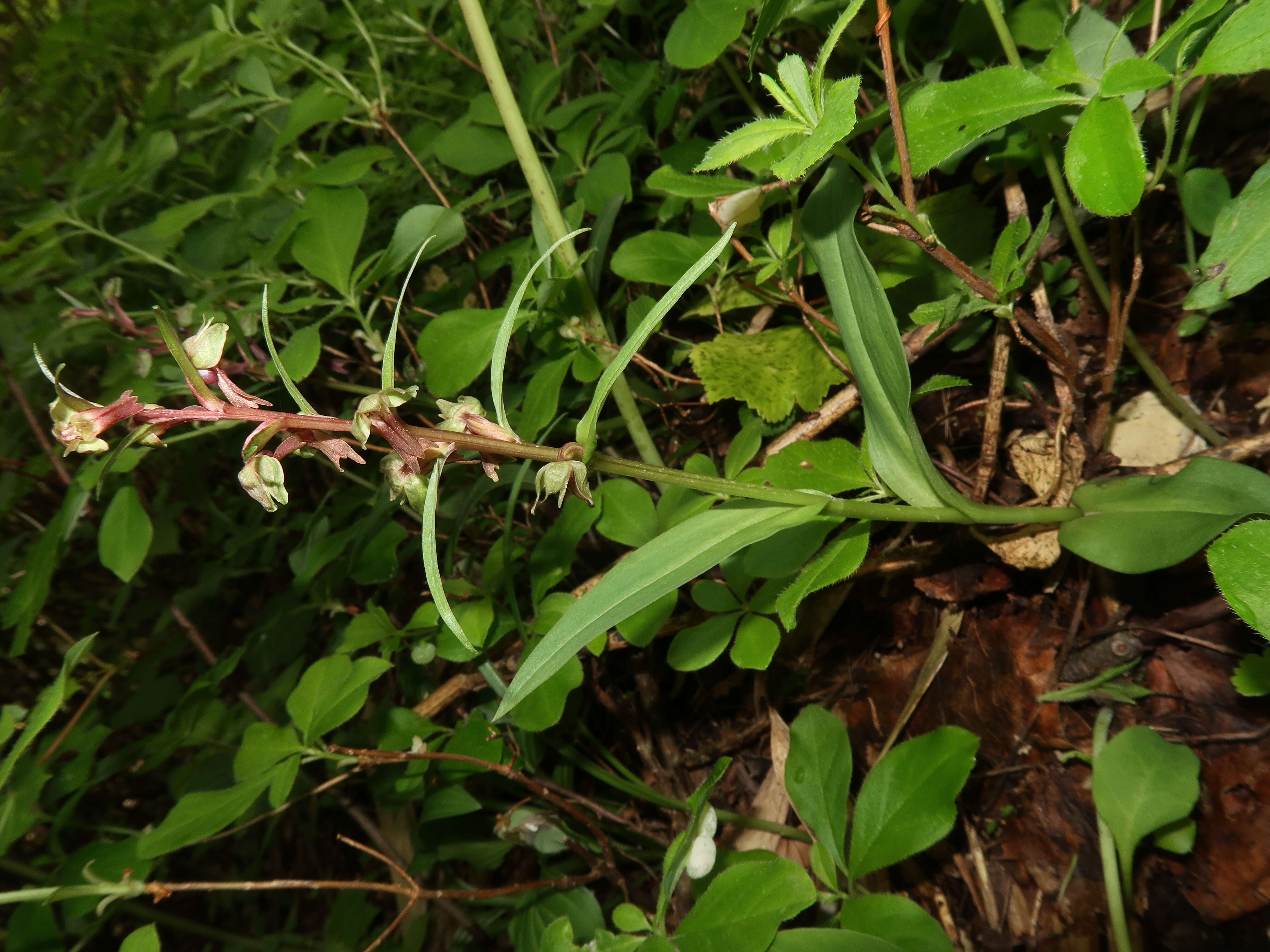 Image of Frog orchid