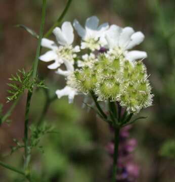 Orlaya grandiflora (L.) Hoffm. resmi