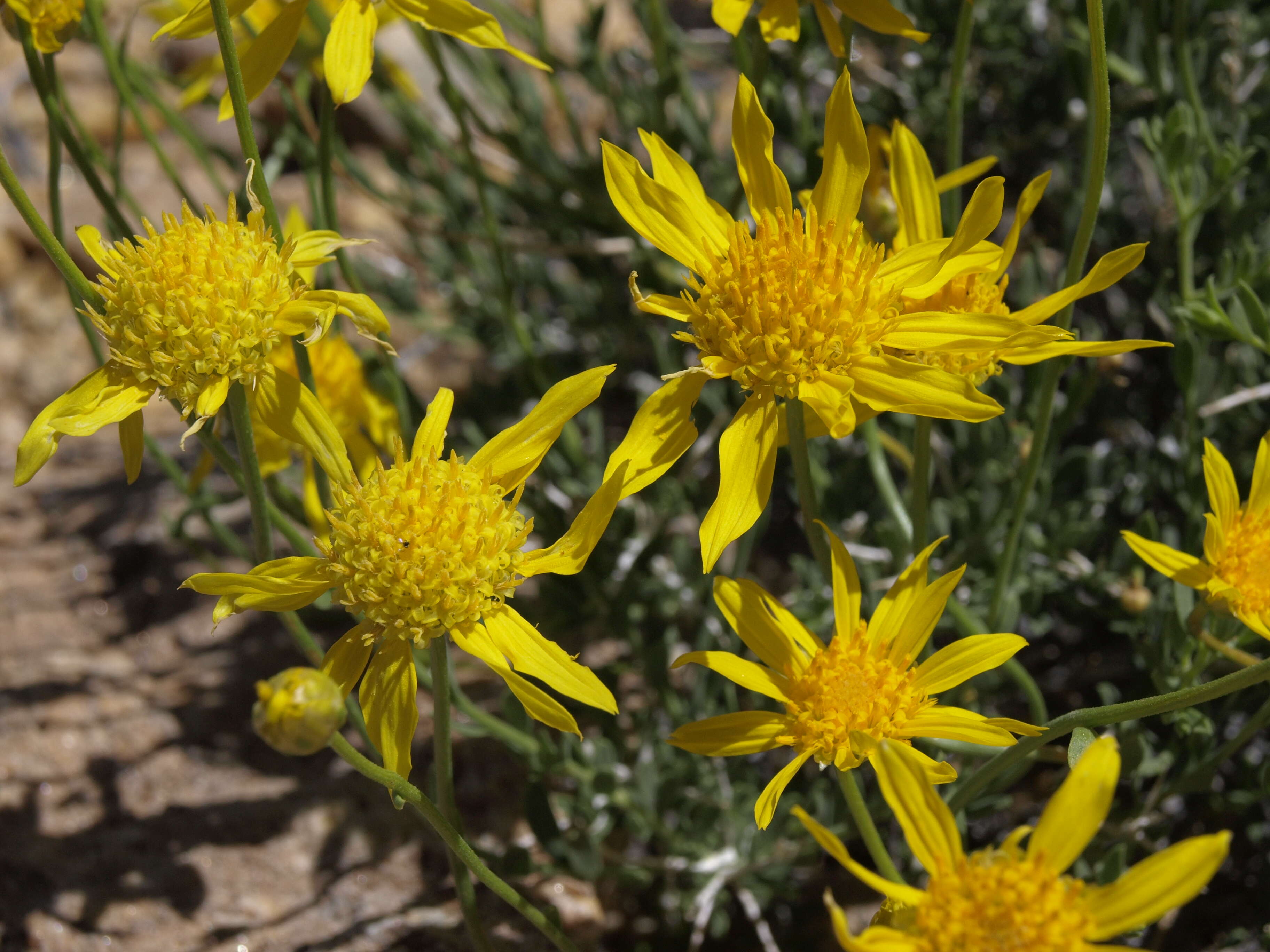 Image of Shockley's goldenhead