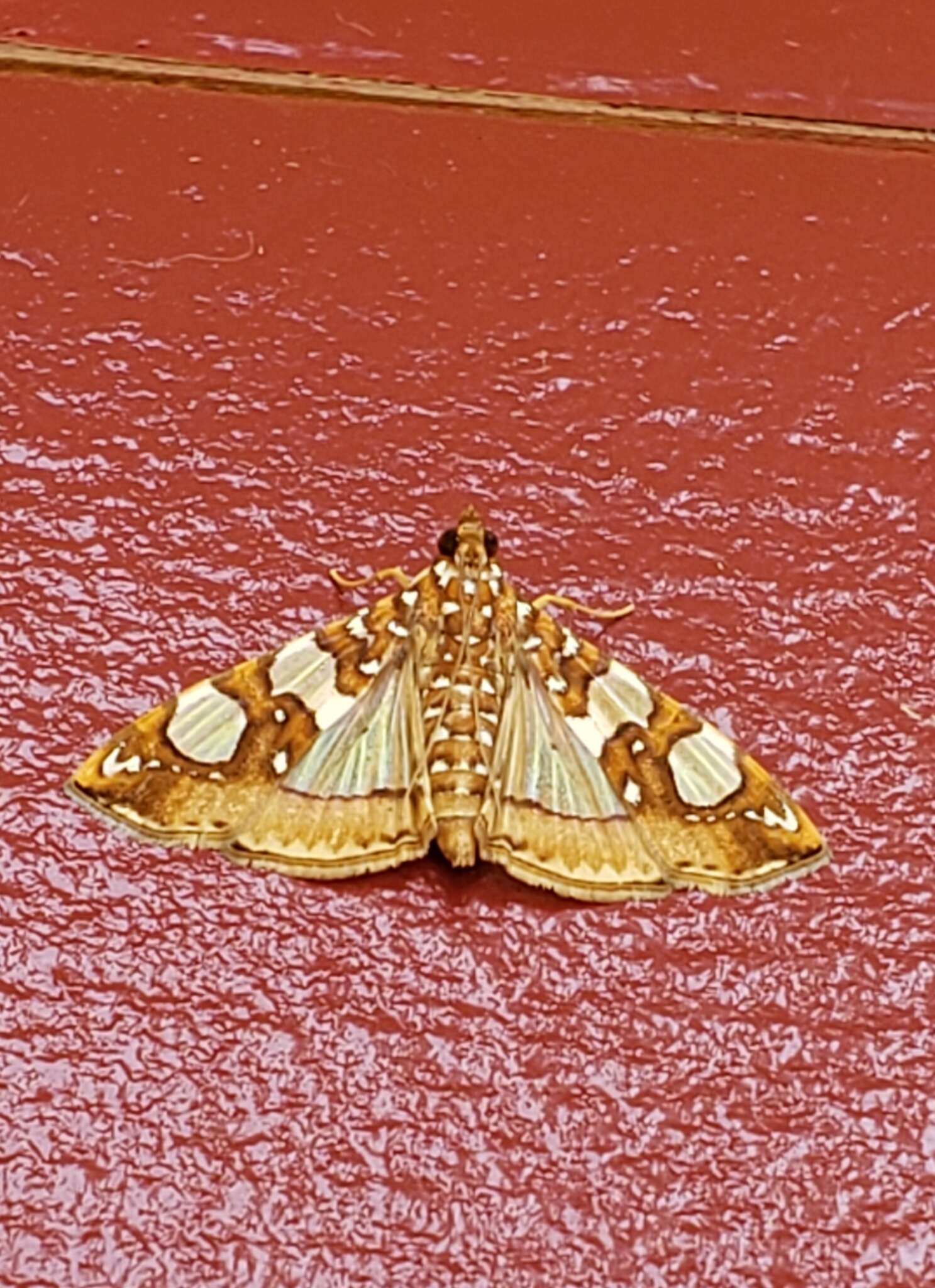 Image of Mulberry Leaftier Moth