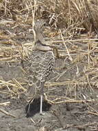 Image of Double-banded Courser