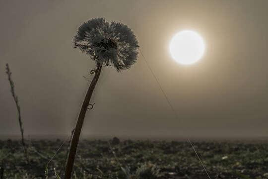 Image of Common Dandelion