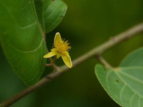 Image of Grewia tiliifolia Vahl