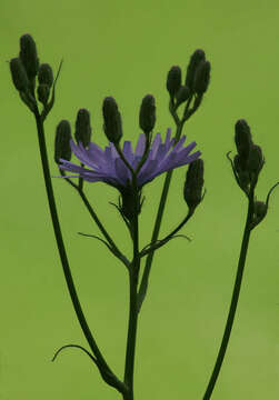 Image de Cicerbita macrophylla subsp. macrophylla