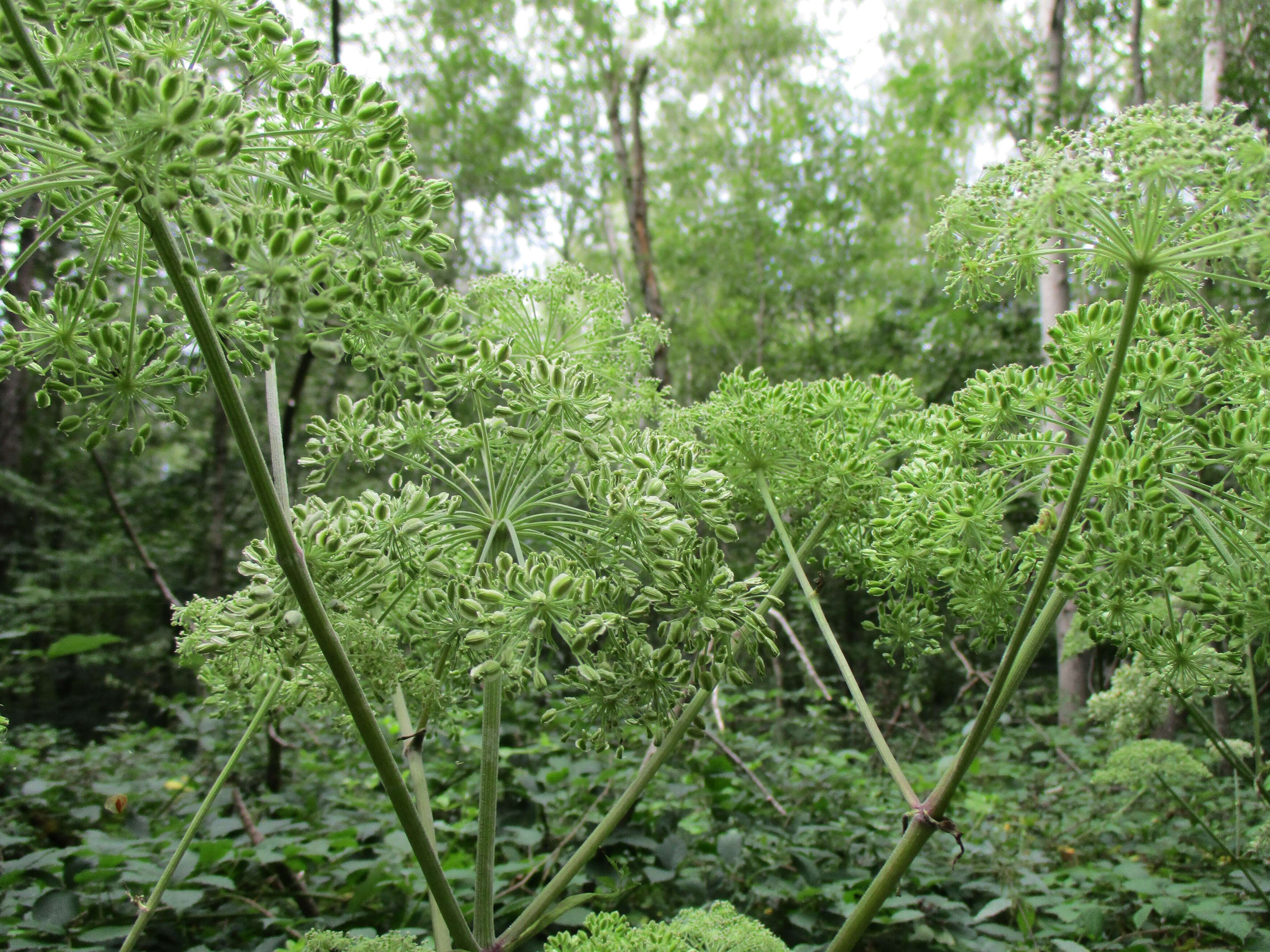 Image of wild angelica