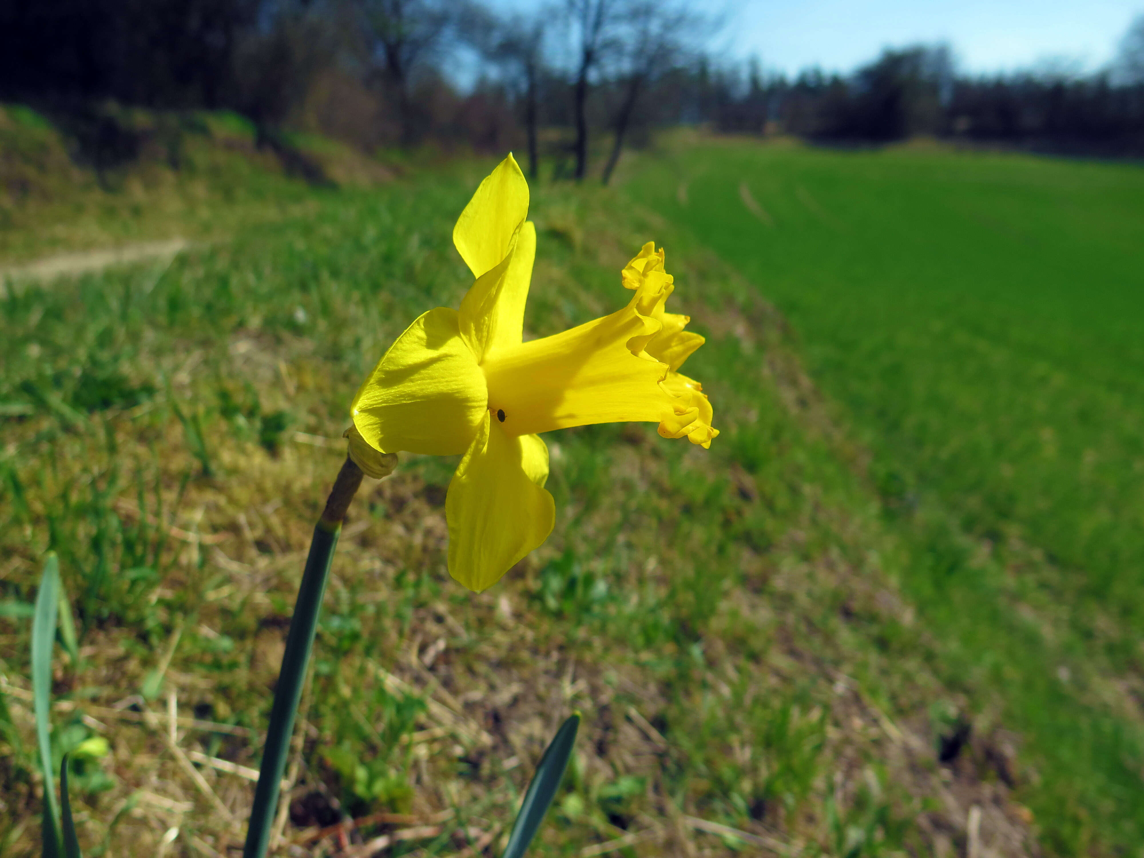 Image of daffodil