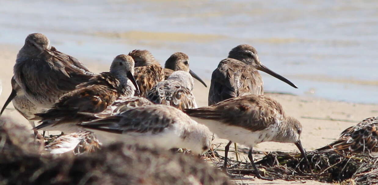 Image of Short-billed Dowitcher