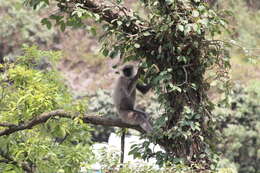 Image of Central Himalayan Langur