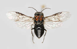 Image of Alder Sawfly