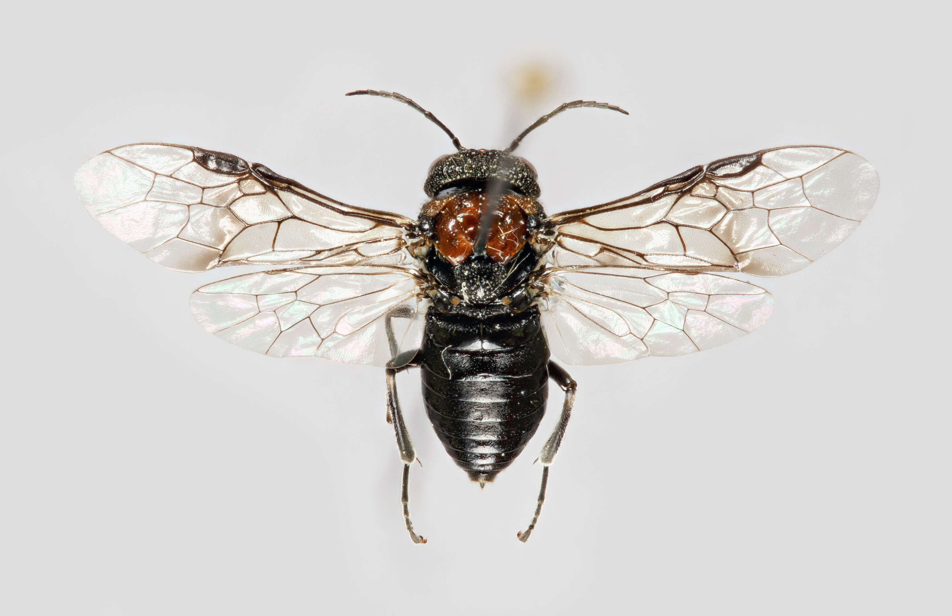 Image of Alder Sawfly