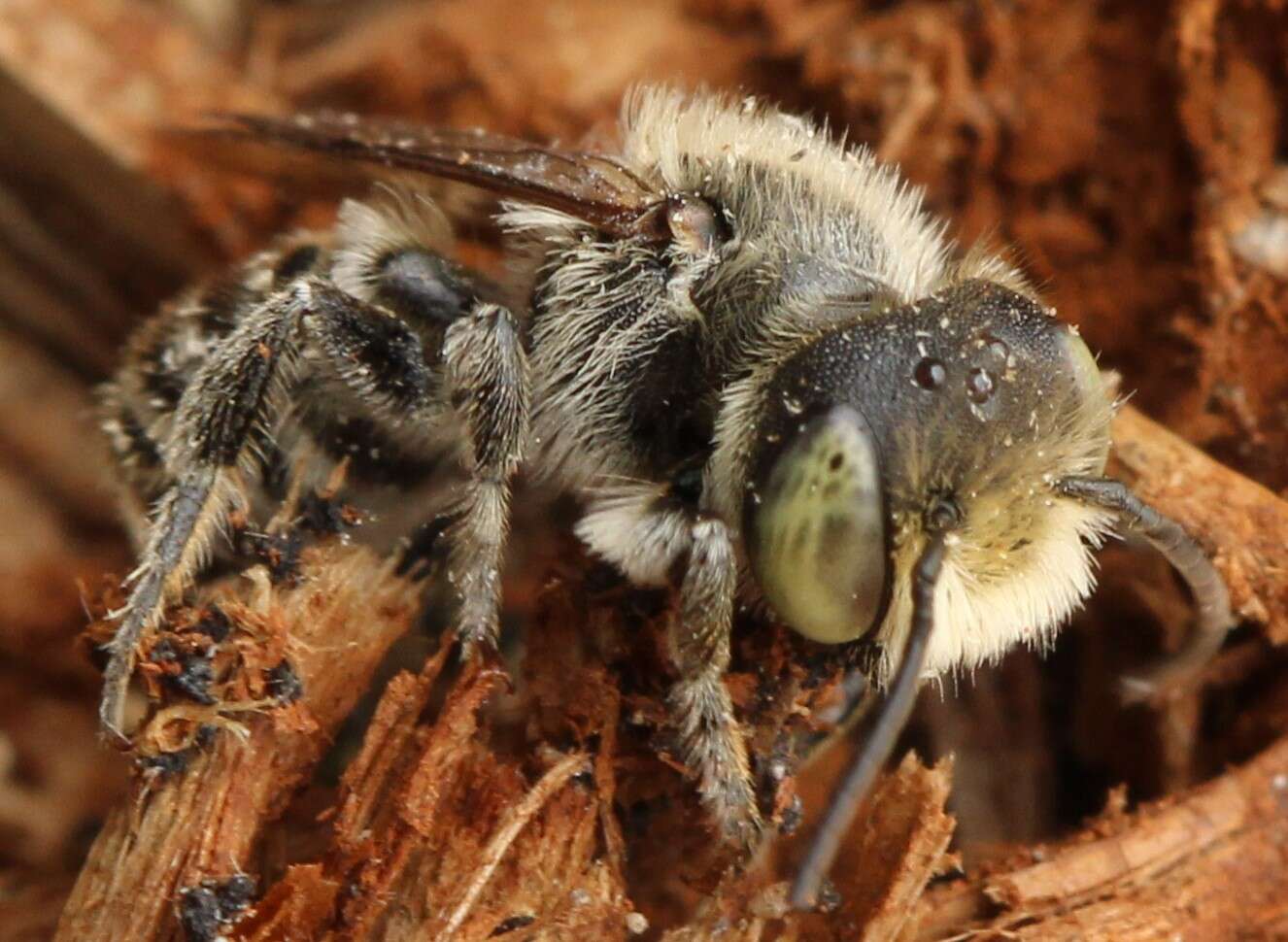 Image of Alfalfa Leafcutter Bee