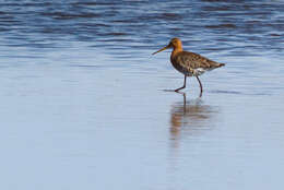 Image of Black-tailed Godwit