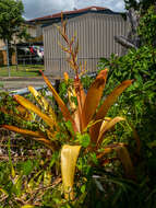 Image of Bromeliad