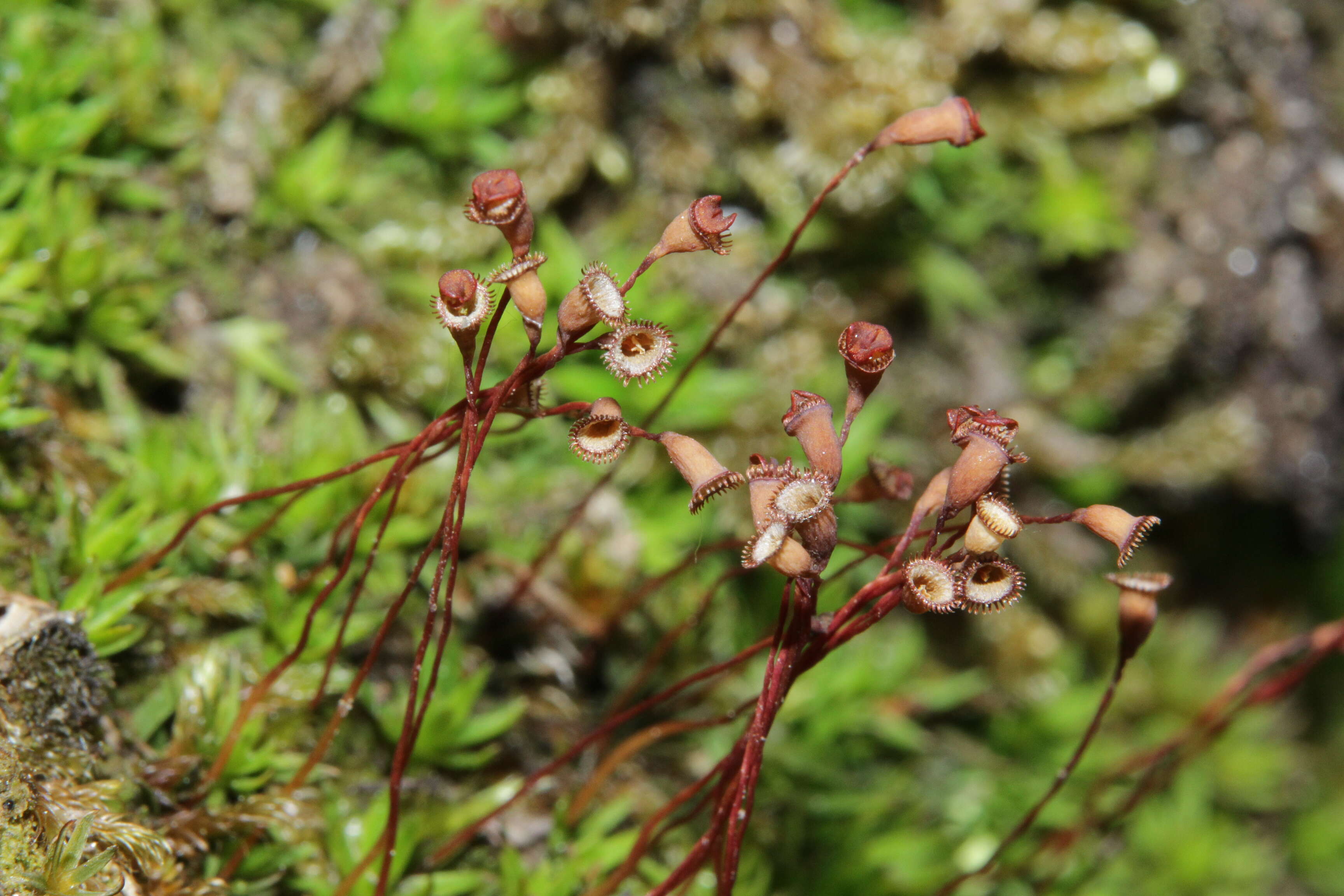 Image of Pogonatum nanum Palisot de Beauvois 1805