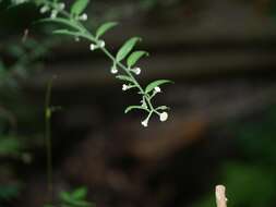 صورة Aster verticillatus (Reinw.) Brouillet, Semple & Y. L. Chen