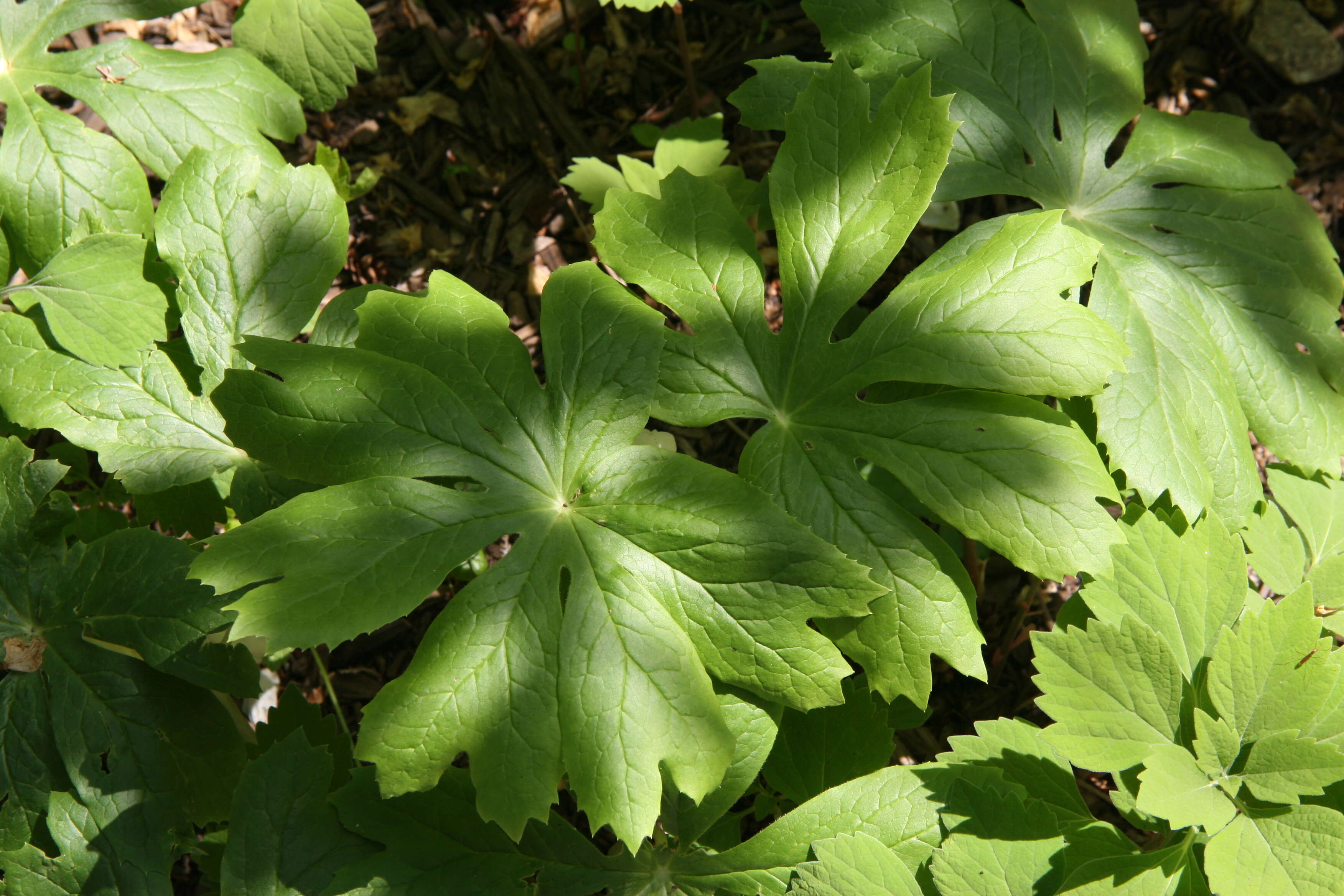 Image of mayapple