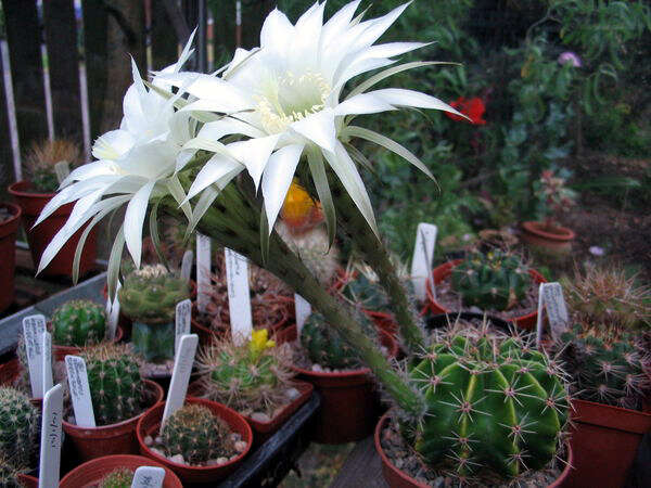 Image of Echinopsis oxygona