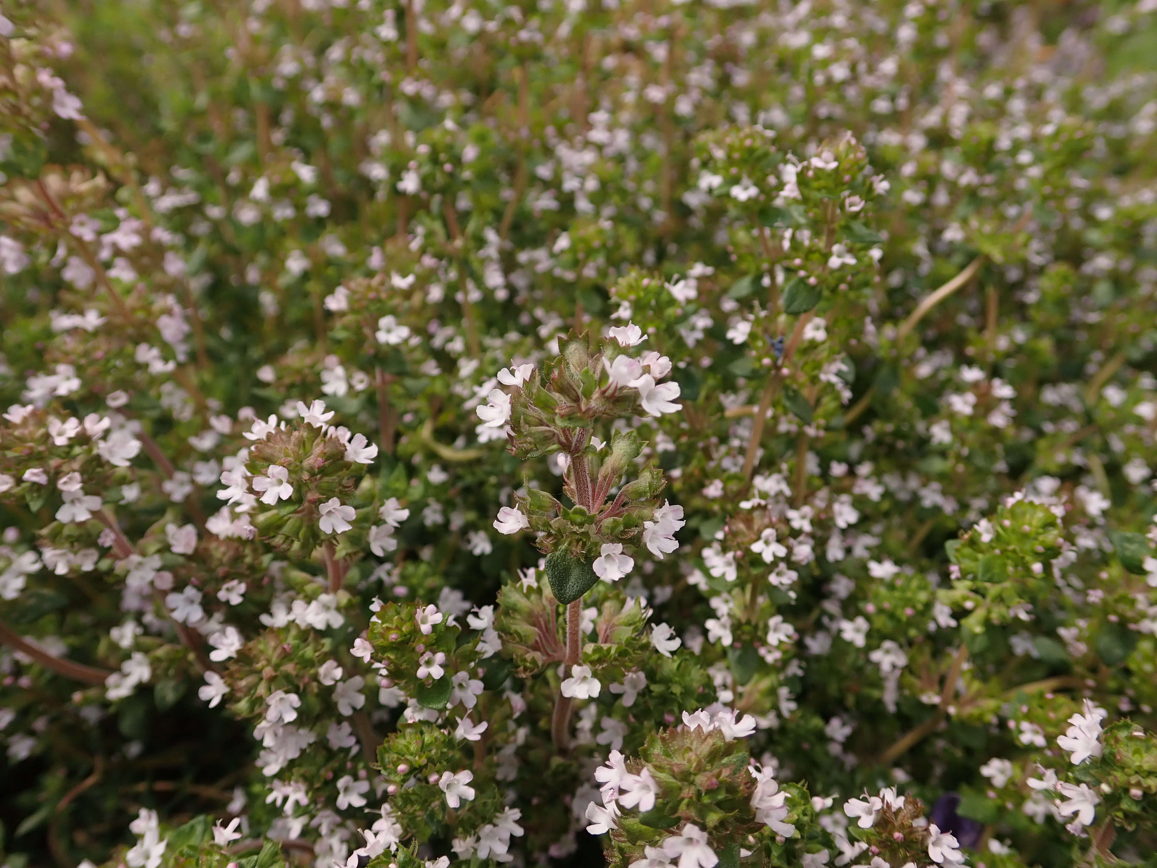 Image of Common Thyme