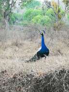 Image of Asiatic peafowl