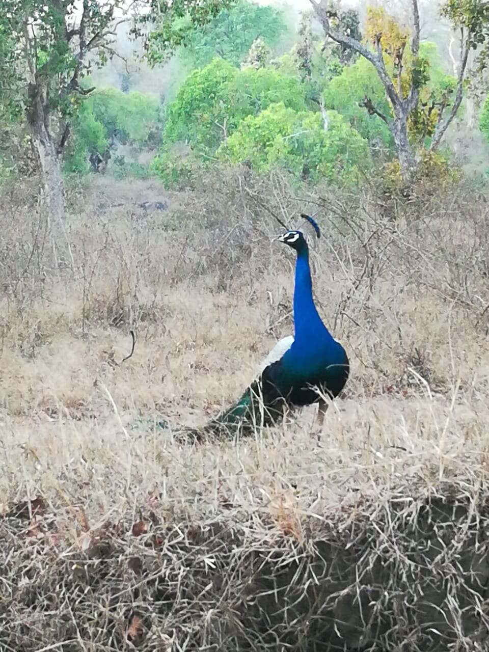 Image of Asiatic peafowl