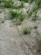 Image of Scirpus radicans Schkuhr