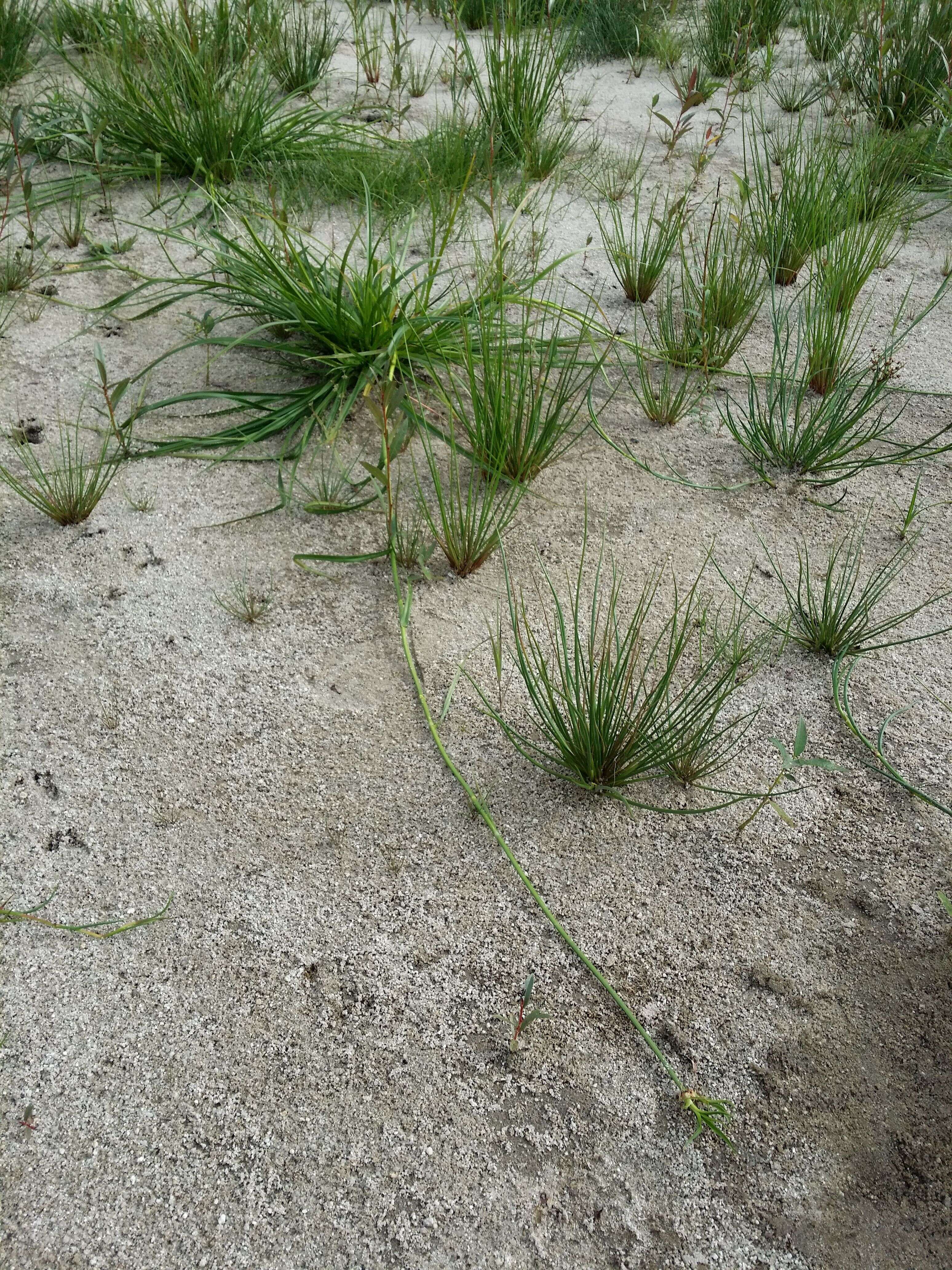 Image of Scirpus radicans Schkuhr