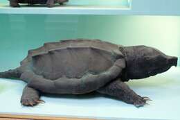 Imagem de Macrochelys