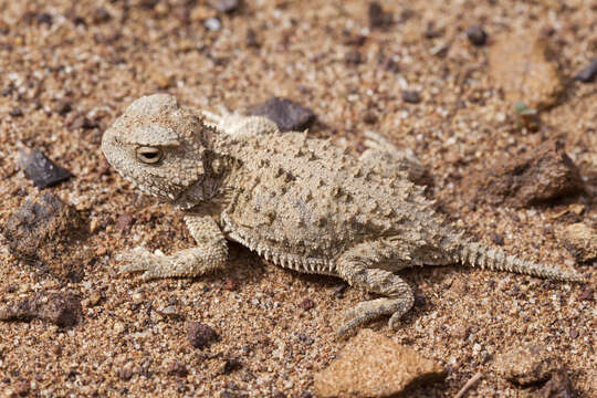 Image of Greater Short-horned Lizard