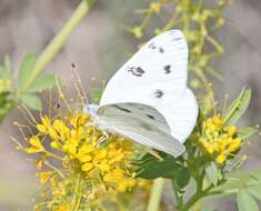 Image of Checkered White