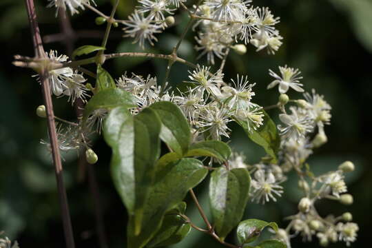 Image of Clematis javana DC.